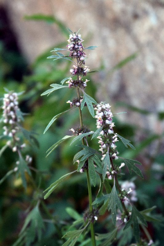 Image of Leonurus turkestanicus specimen.