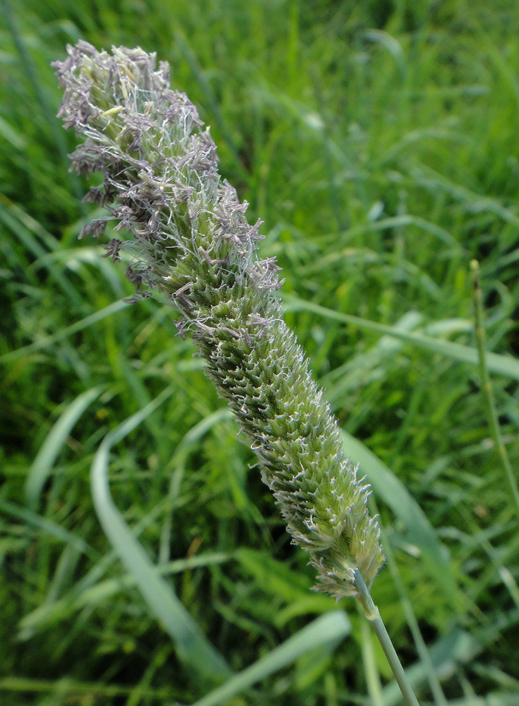 Image of Phleum pratense specimen.