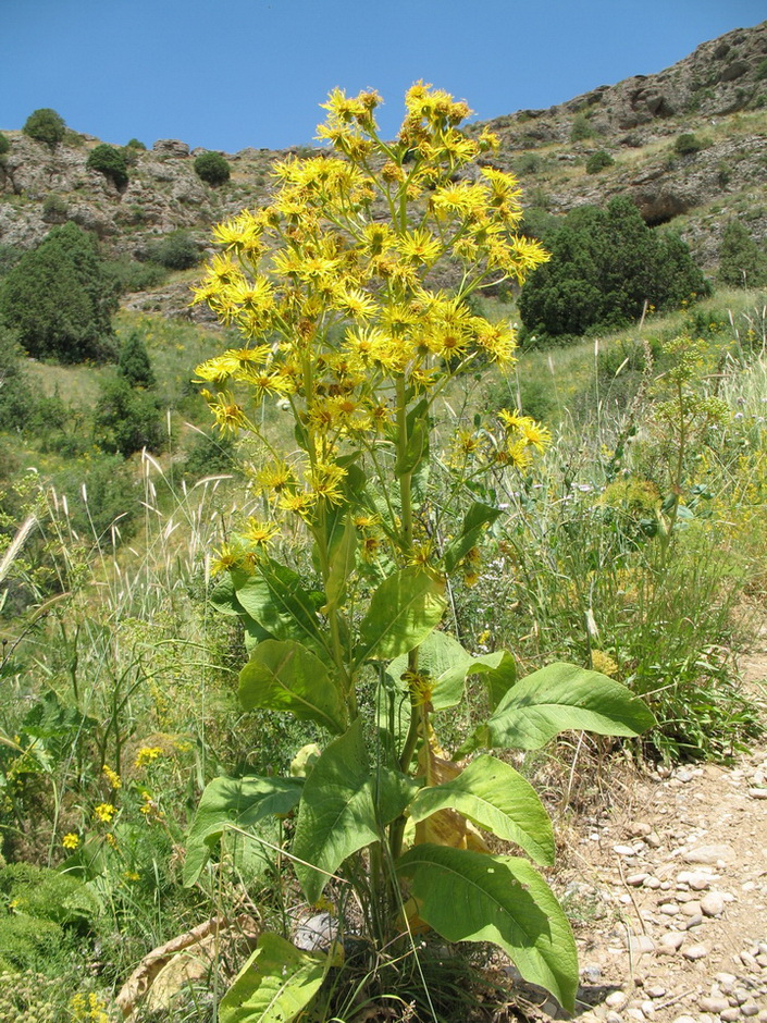 Изображение особи Inula macrophylla.