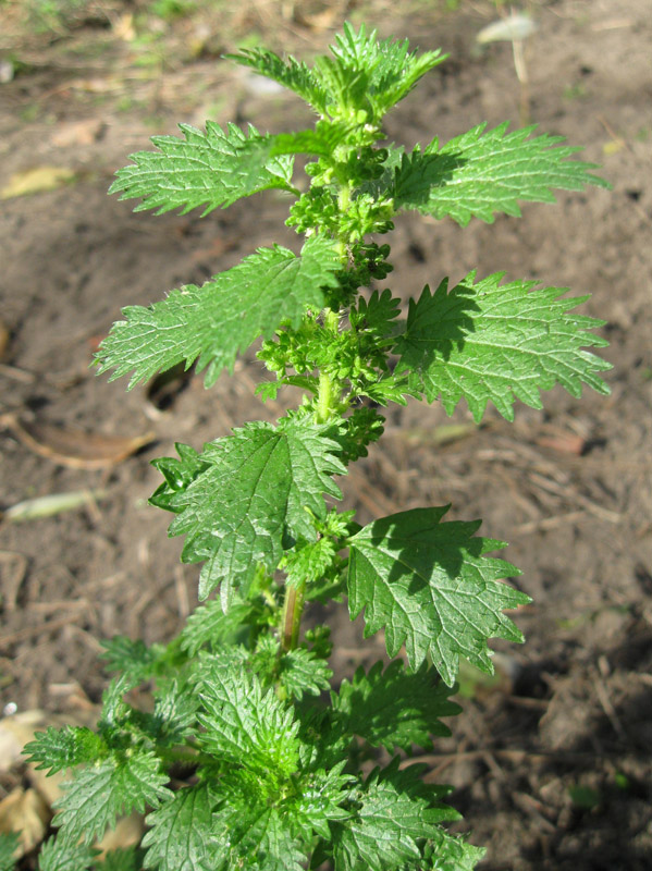 Виды крапивы жгучей. Крапива коноплёвая. Крапива жгучая (Urtica urens). Крапива двудомная крапива коноплевая. Крапива коноплевая (коноплевидная).