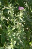 Epilobium villosum