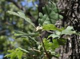 Quercus pubescens. Ветвь с молодыми желудями. ЮЗ Крым, Инкерманское плато. 21.07.2009.