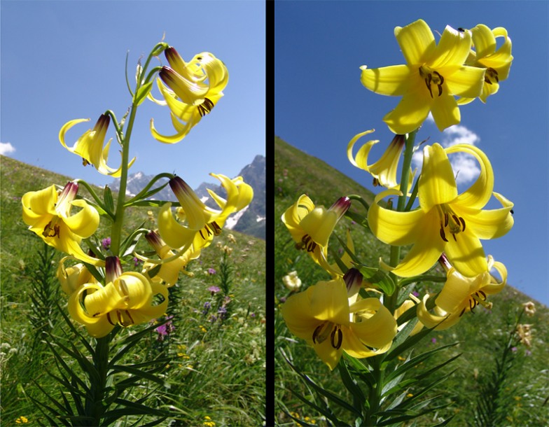 Изображение особи Lilium kesselringianum.