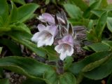 Pennellianthus frutescens. Верхушка цветущего растения.