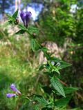 Scutellaria galericulata
