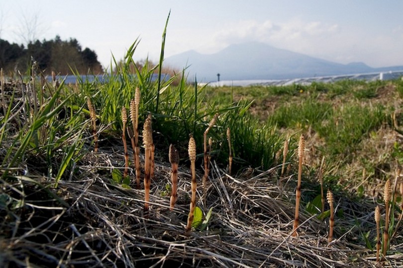 Изображение особи Equisetum arvense.