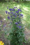 Aconitum &times; stoerkianum