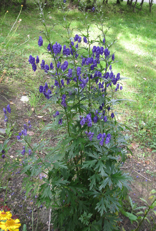 Image of Aconitum × stoerkianum specimen.