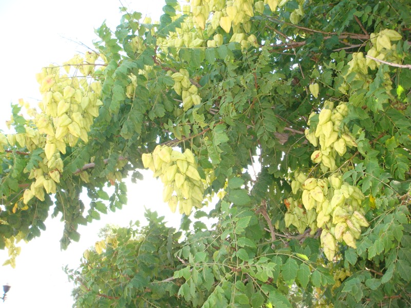 Image of Koelreuteria paniculata specimen.