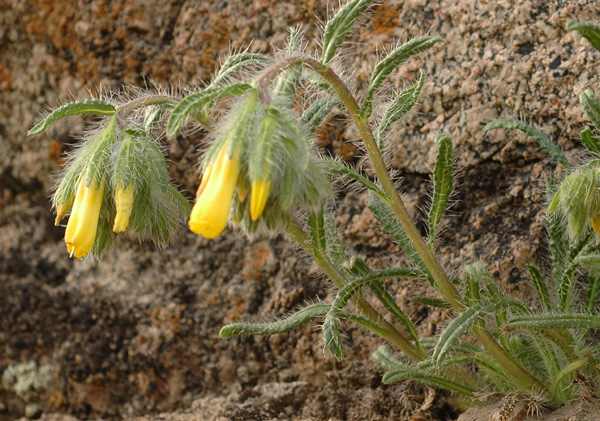 Image of Onosma irritans specimen.