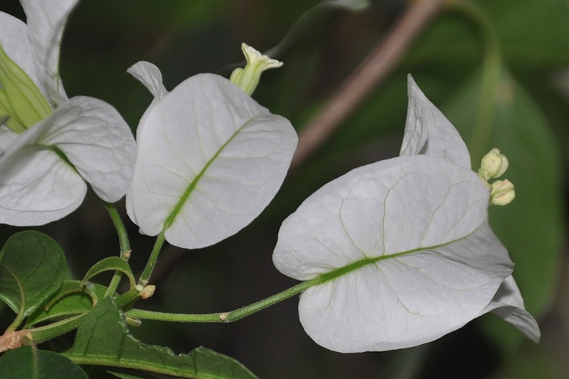 Image of genus Bougainvillea specimen.