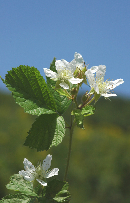 Изображение особи Rubus caesius.