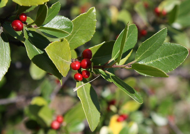 Image of Rhamnus alaternus specimen.