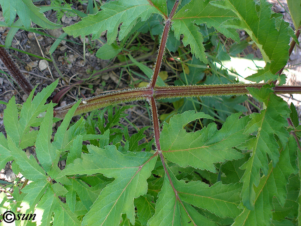 Изображение особи Heracleum sibiricum.