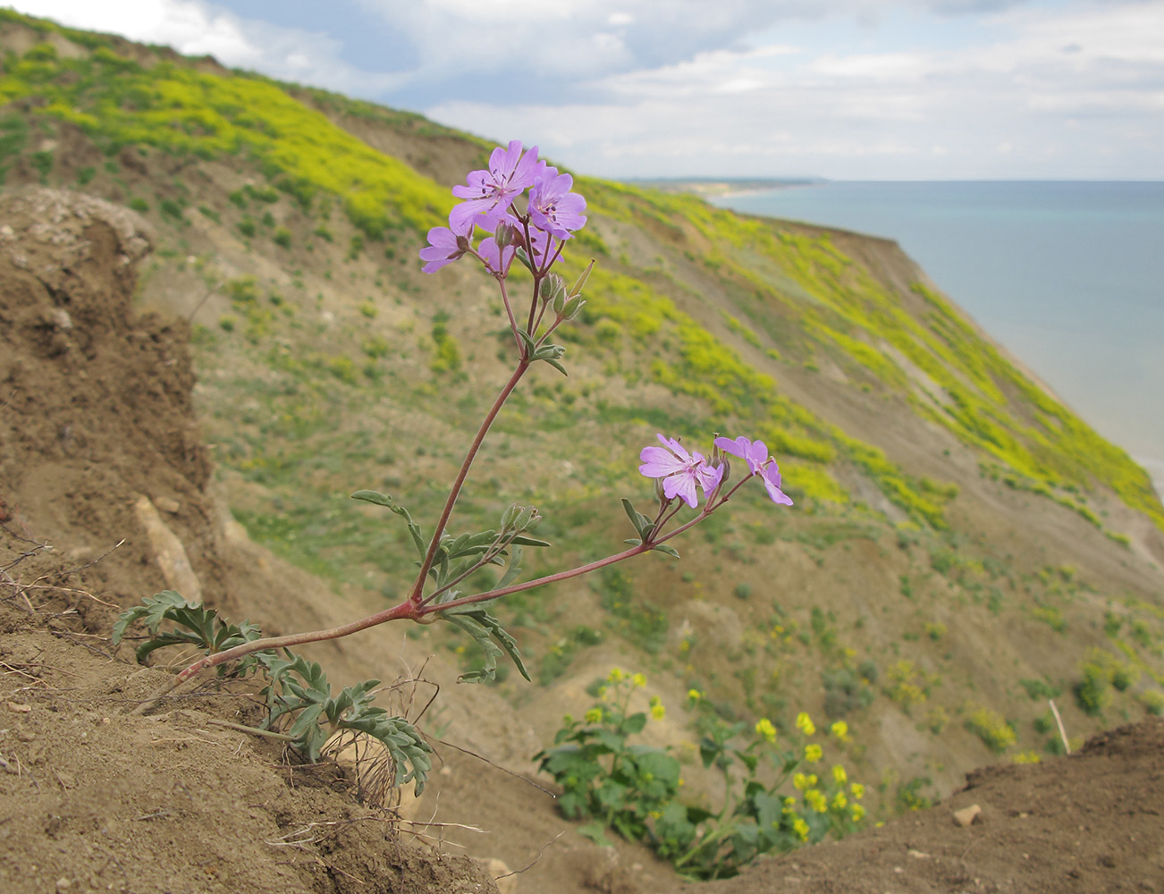 Изображение особи Geranium tuberosum.