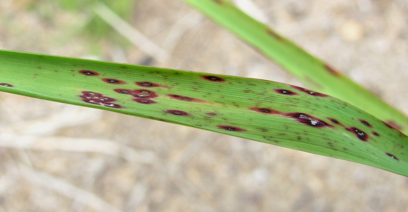 Image of Calamagrostis langsdorffii specimen.