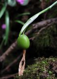 Galanthus woronowii. Верхушка побега с плодом. Краснодарский край, Сочи, окр. Адлера, широколиственный лес. 16.02.2015.