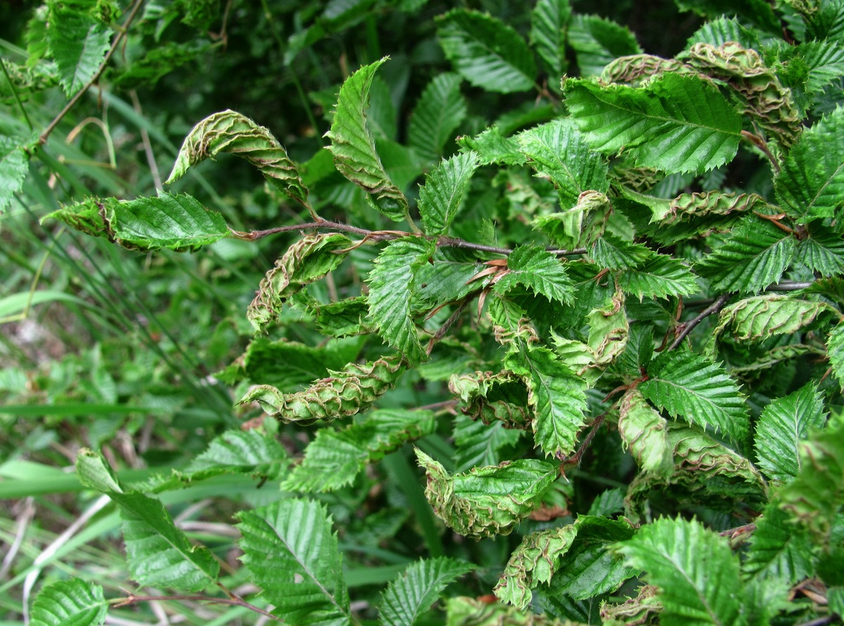 Изображение особи Carpinus betulus.