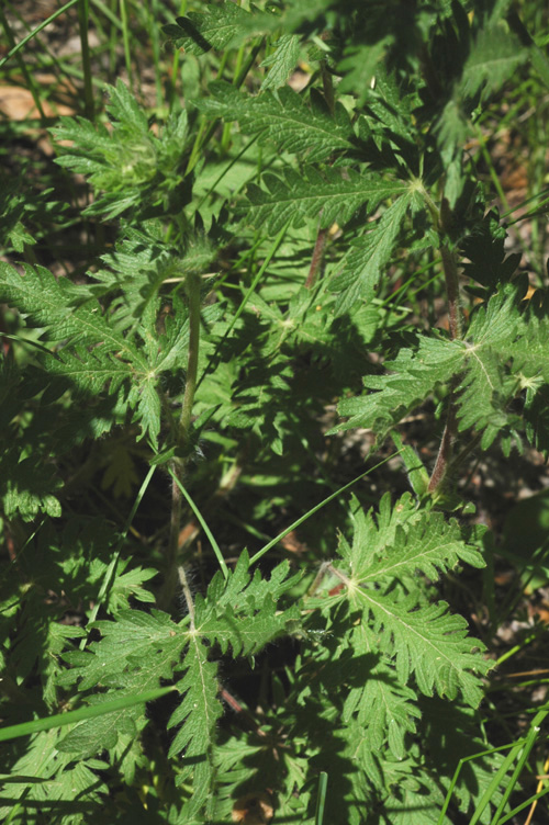 Изображение особи Potentilla pedata.