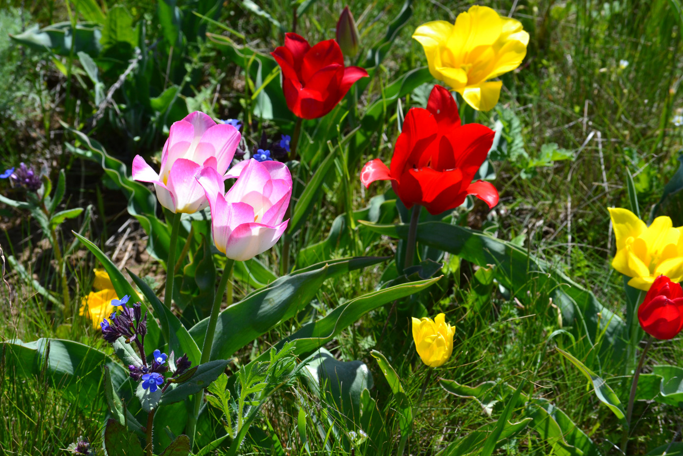 Image of Tulipa suaveolens specimen.