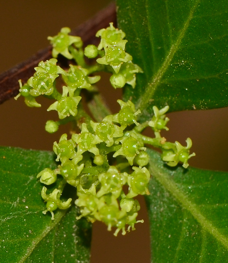 Изображение особи Rhus laevigata.