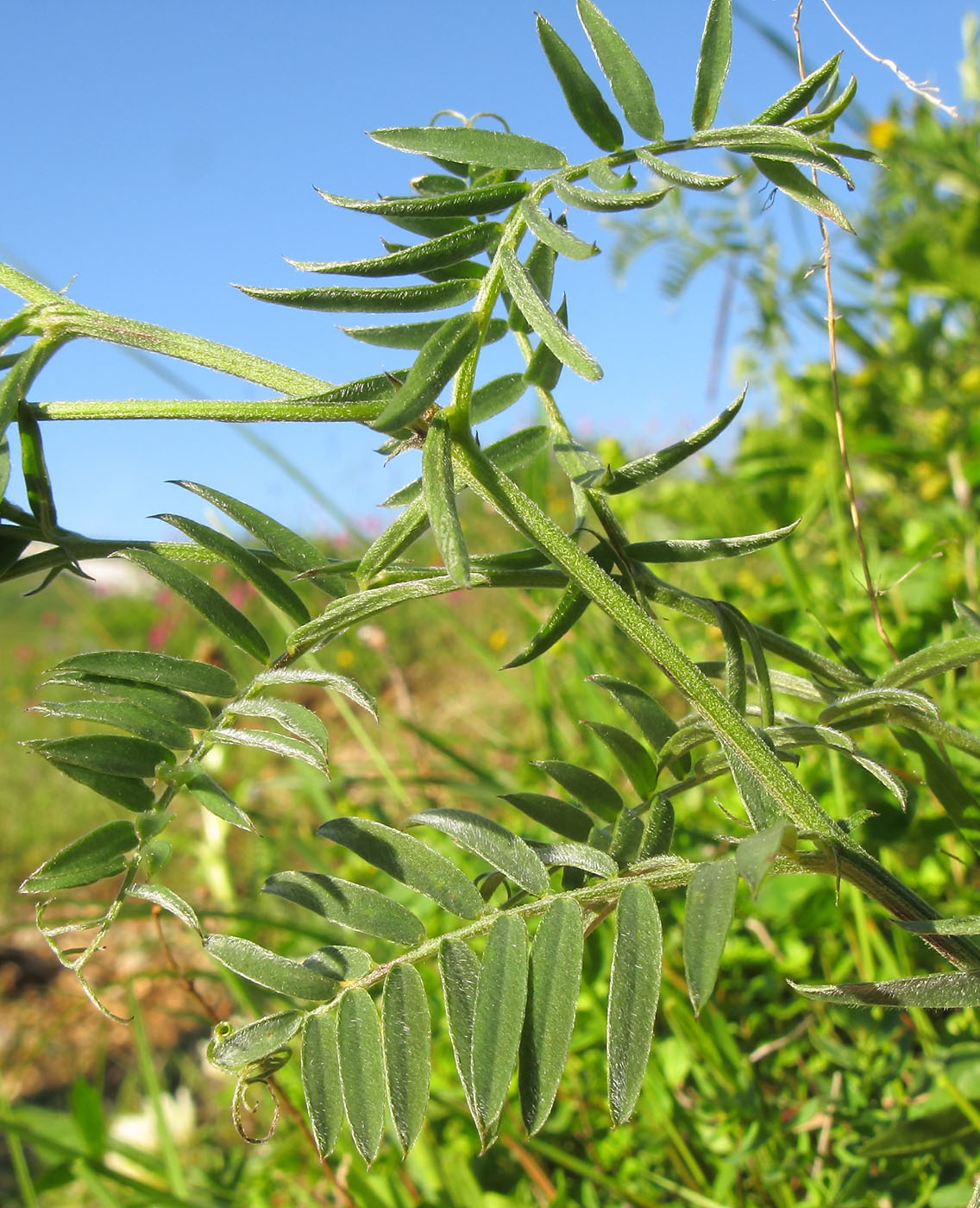 Изображение особи Vicia grossheimii.
