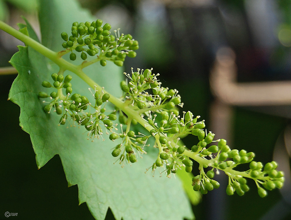 Изображение особи Vitis vinifera.