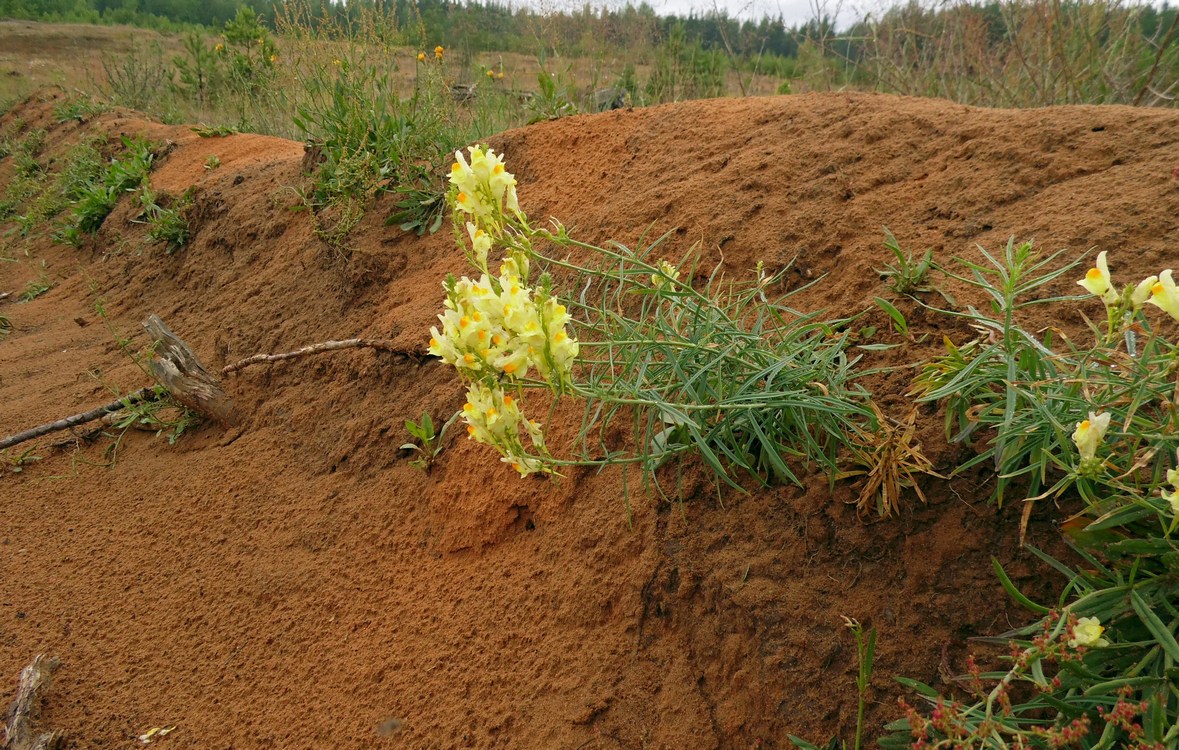 Изображение особи Linaria vulgaris.