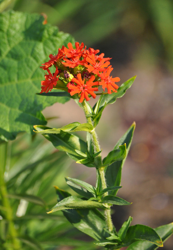 Изображение особи Lychnis chalcedonica.