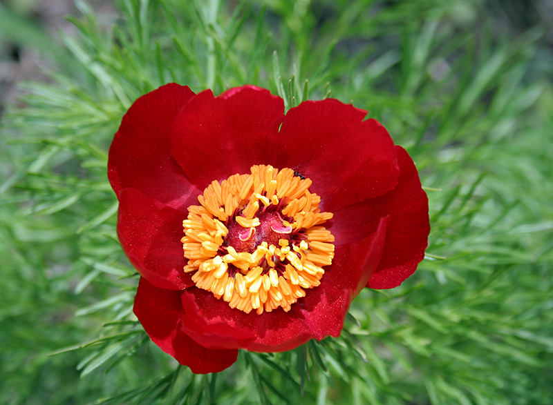 Image of Paeonia tenuifolia specimen.