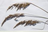 Agrostis balansae
