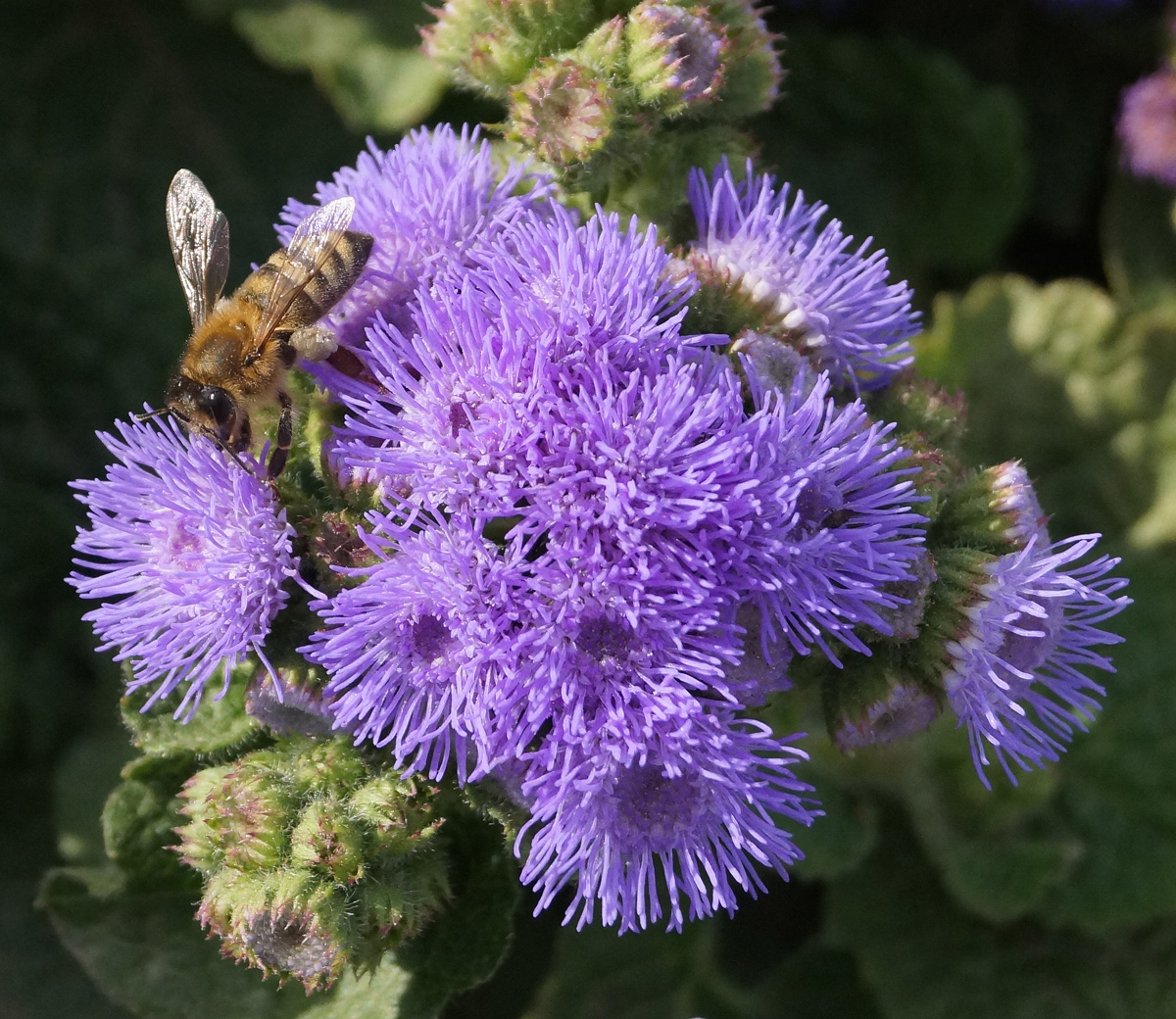 Image of Ageratum houstonianum specimen.