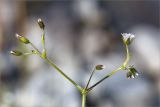 genus Cerastium