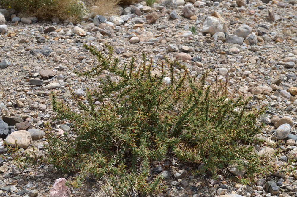 Изображение особи Berberis kaschgarica.