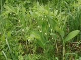 Polygonatum odoratum