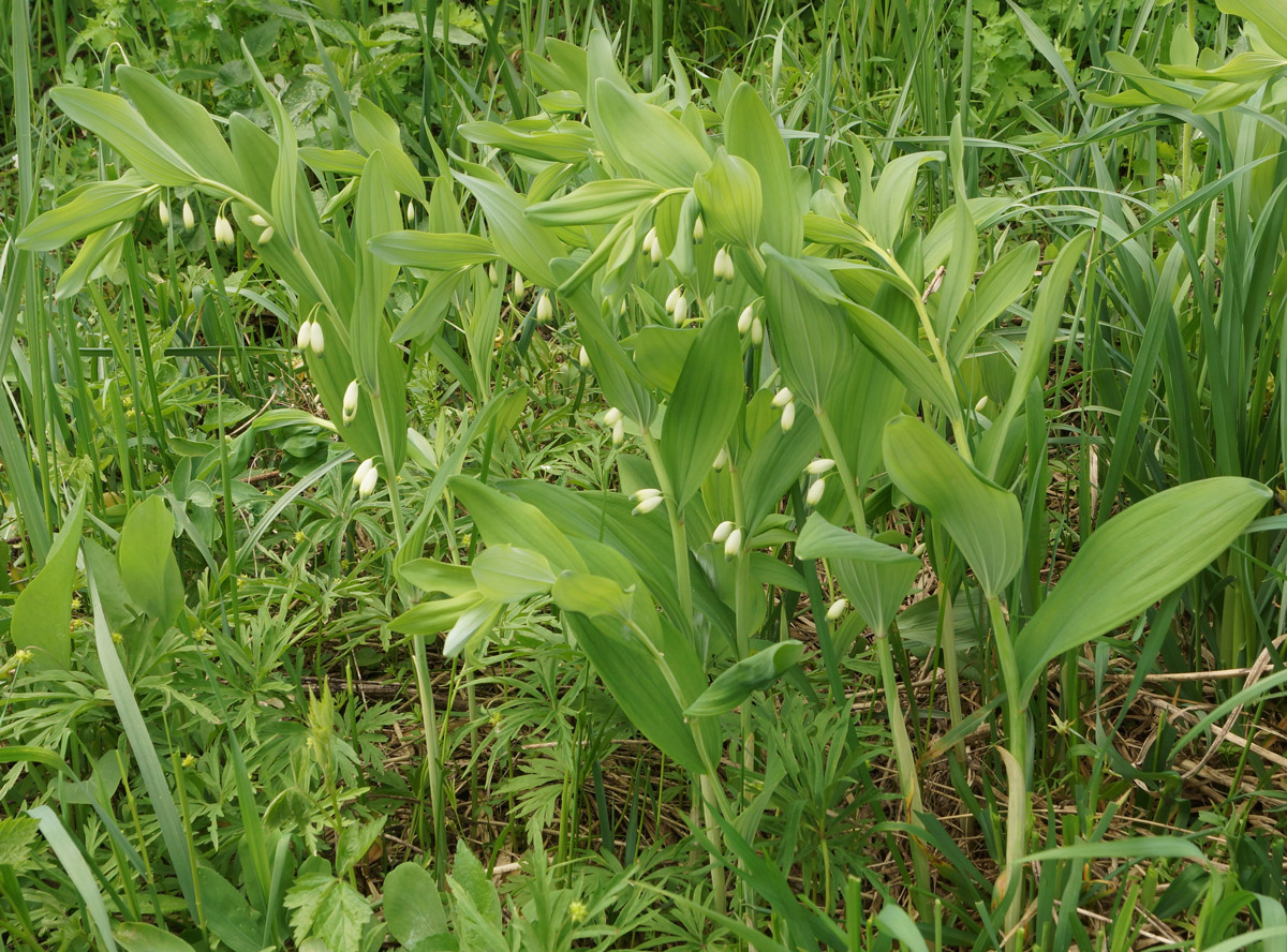 Image of Polygonatum odoratum specimen.