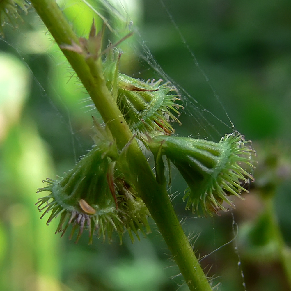 Image of Agrimonia pilosa specimen.
