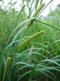 Carex rostrata. Часть побега с соплодиями. Архангельская обл., Вельский р-н, берег р. Вель у пос. Усть-Шоноша. 26 июля 2009 г.