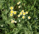 Tanacetum tanacetoides