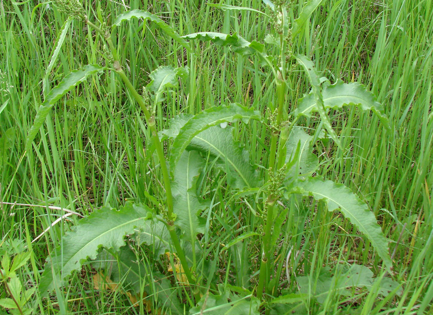 Image of Rumex longifolius specimen.