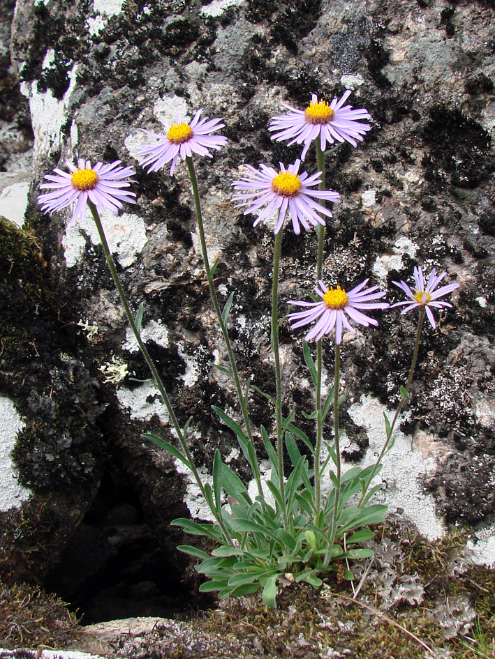 Изображение особи Aster alpinus.