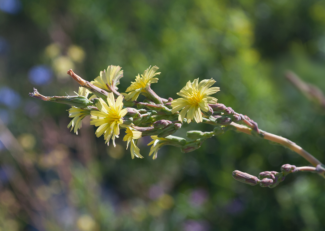 Изображение особи Lactuca serriola.