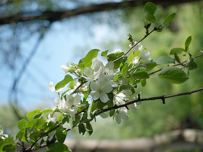 Image of Malus mandshurica specimen.