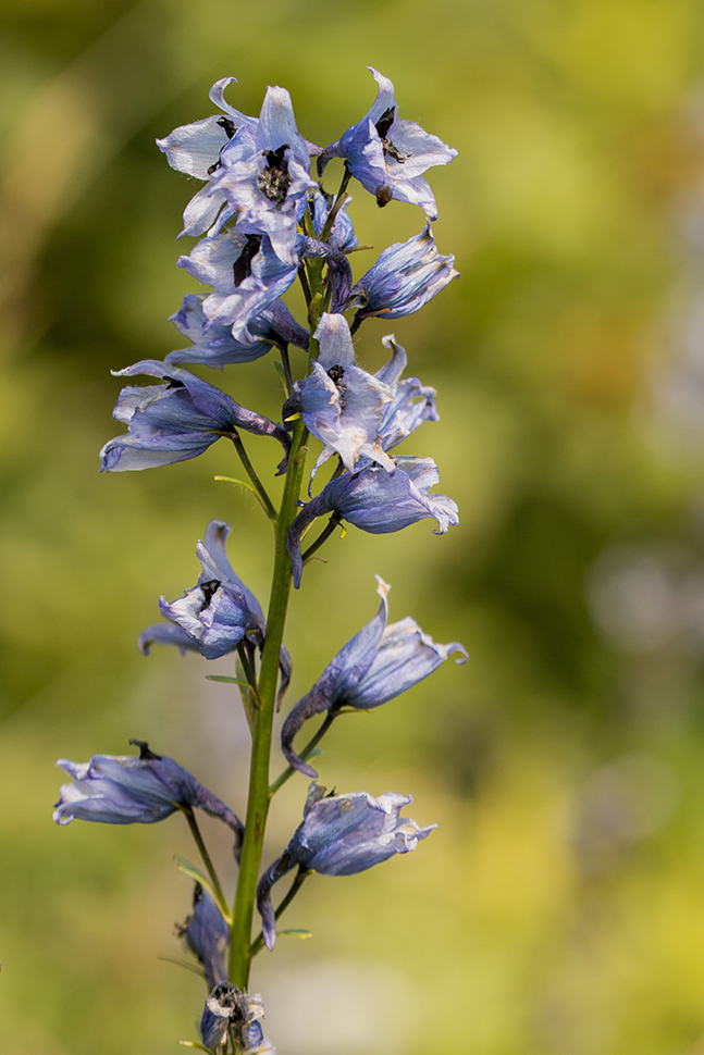 Image of Delphinium flexuosum specimen.