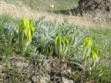 Astragalus xipholobus. Цветущее растение. Южный Казахстан, Сырдарьинский Каратау, горы Улькунбурултау. 21 марта 2016 г.