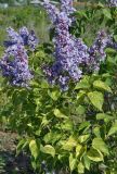 Syringa vulgaris