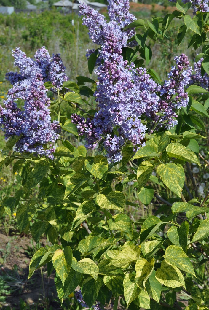 Изображение особи Syringa vulgaris.