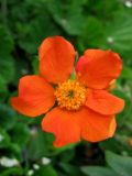 Geum quellyon