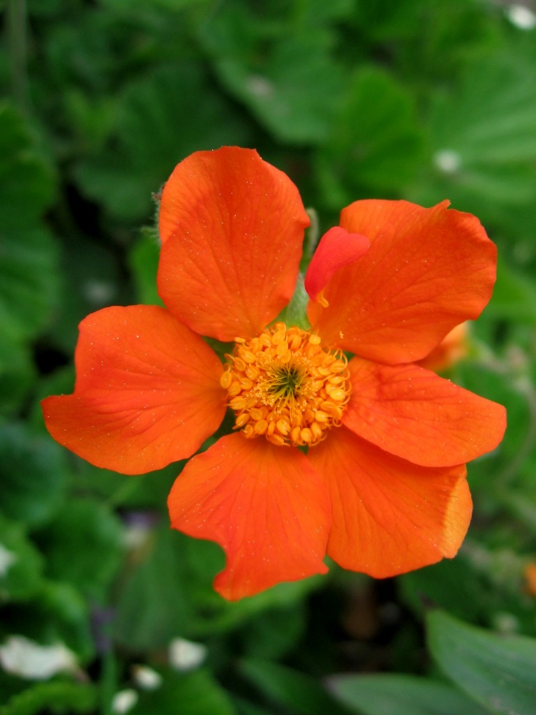 Image of Geum quellyon specimen.