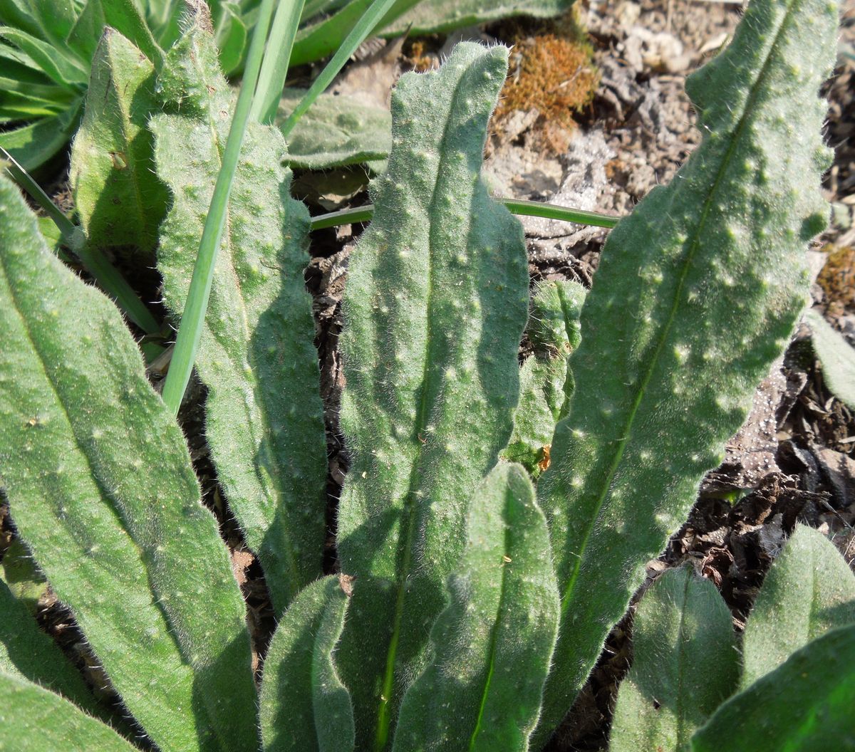 Изображение особи Echium vulgare.